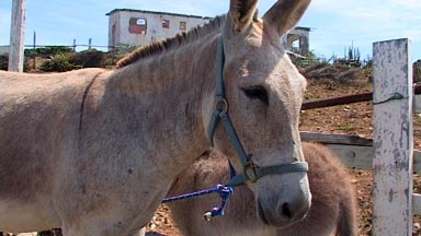 Elisabeth's donkeys